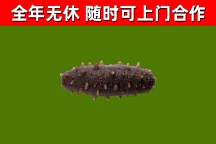 天心烟酒回收干海参.jpg